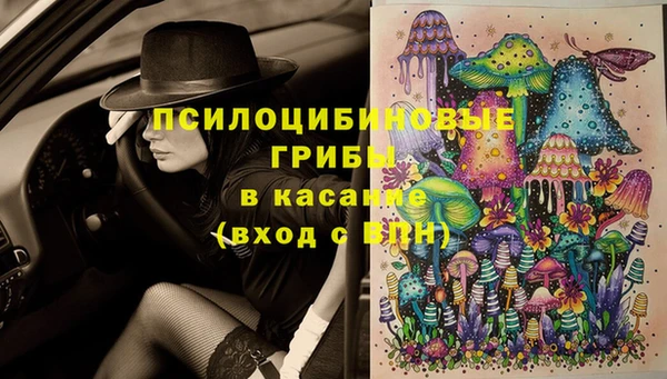 прущие грибы Абаза